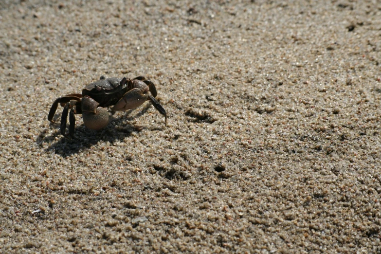 a crab in the sand with its head stuck in a sandbox