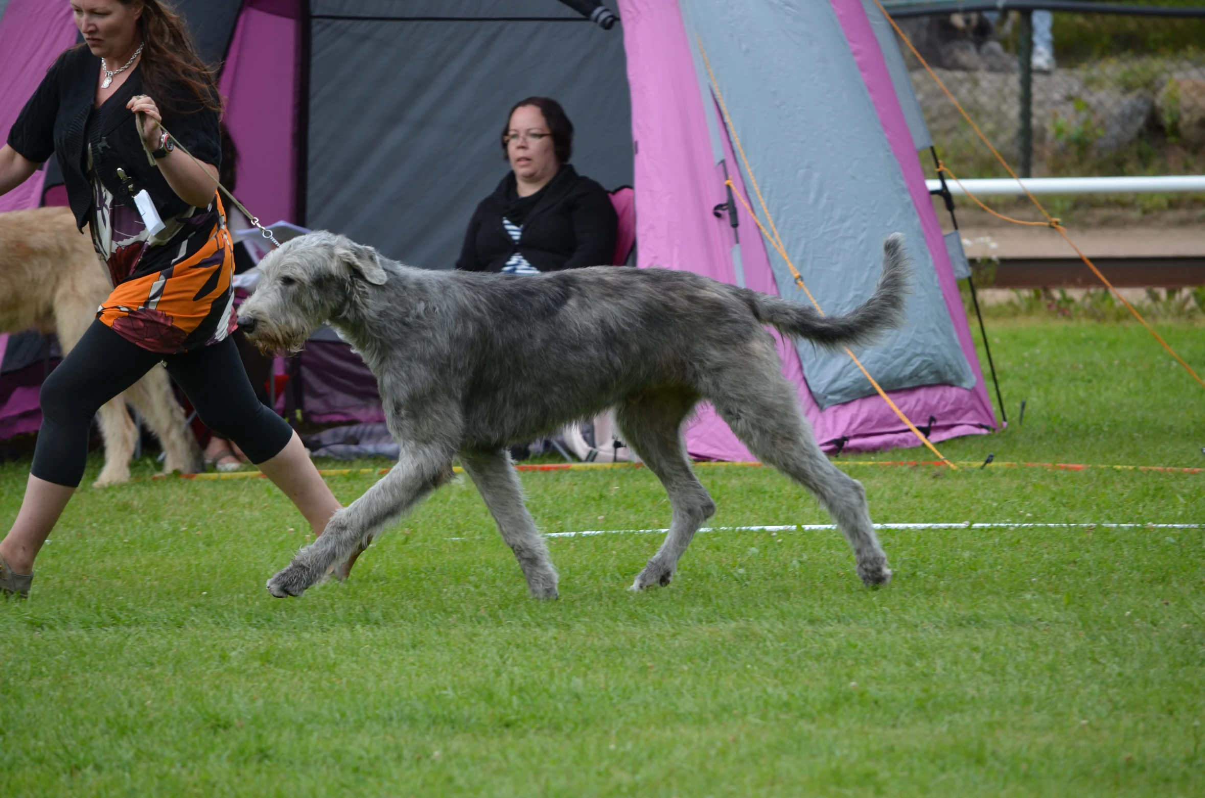 a person walking a large dog on a lush green field