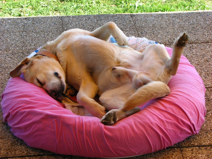 two brown dogs are laying on a pink pillow
