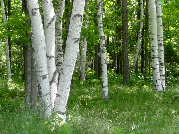 white birch trees stand alone in a green area