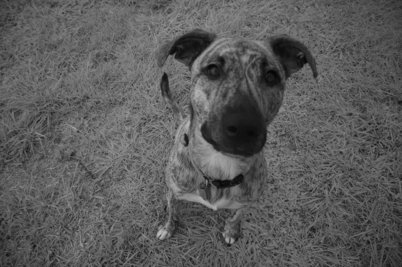 a dog is looking into the camera while sitting in the grass