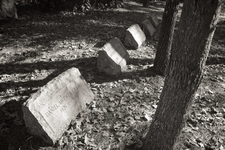 the four stones are lined next to each other in the tree's shadow