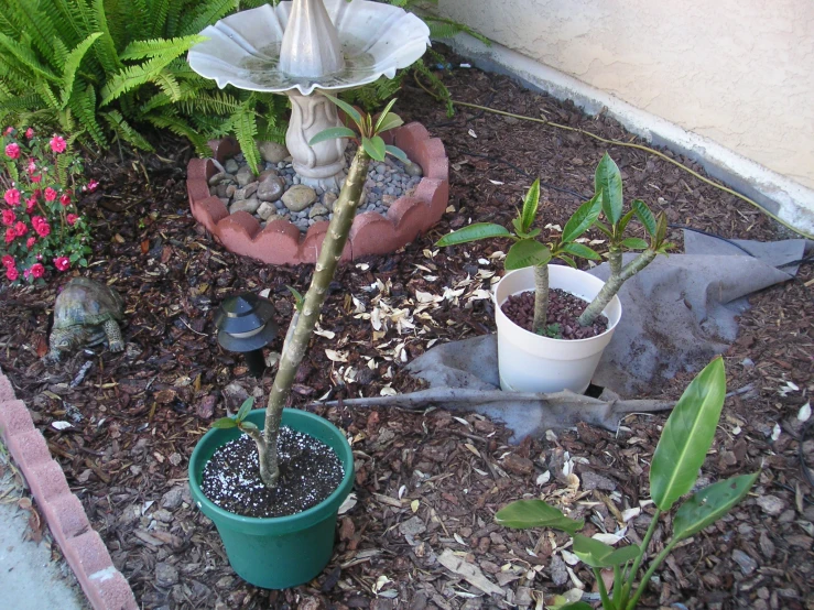 small plants and a bird bath near the back patio