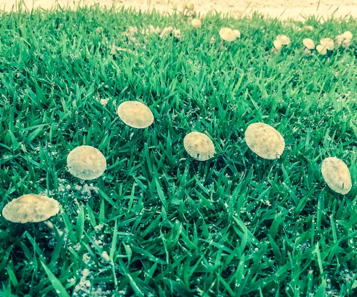 a number of small mushrooms in the grass