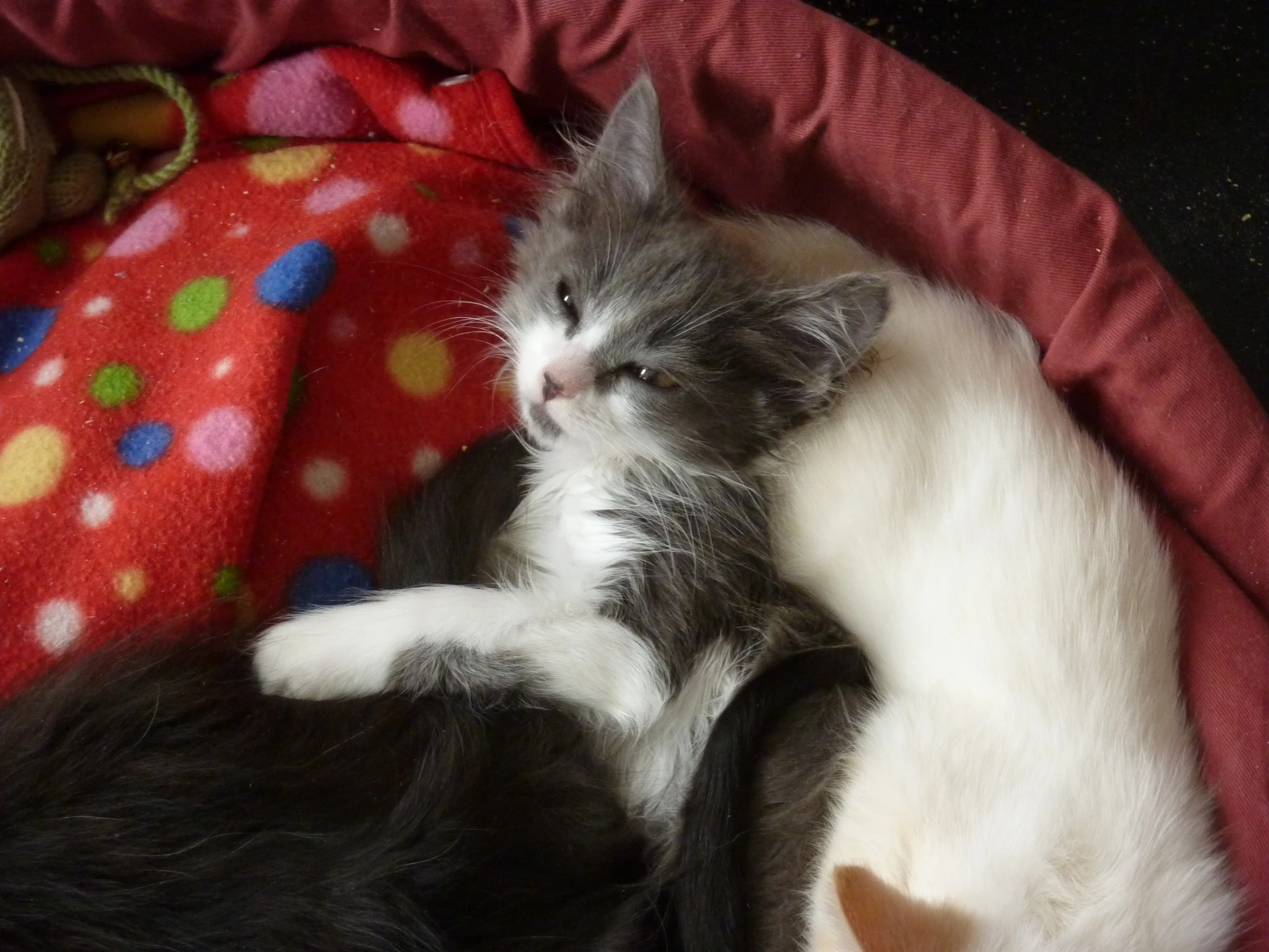 a kitten and a cat are sleeping on a blanket