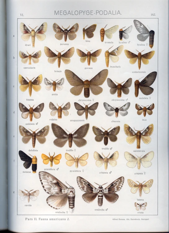 an insect collection with numerous kinds of moths