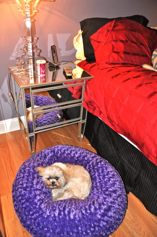 a dog sits on the purple bed cushion