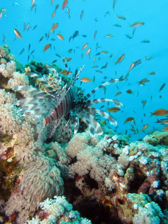 a lionfish and several other fish swimming on a coral reef