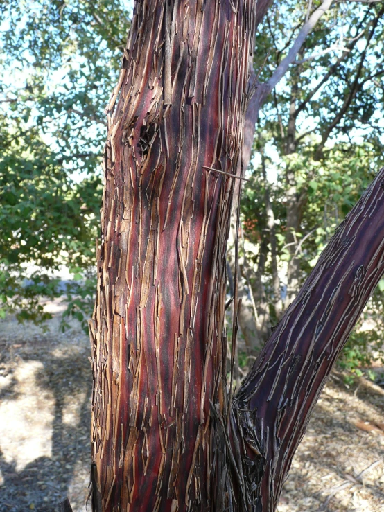 a picture of a tree with its bark  off