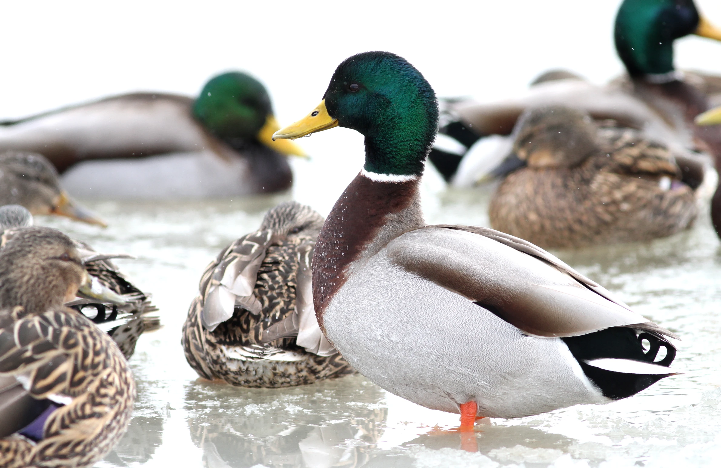 ducks resting in shallow water together on the beach