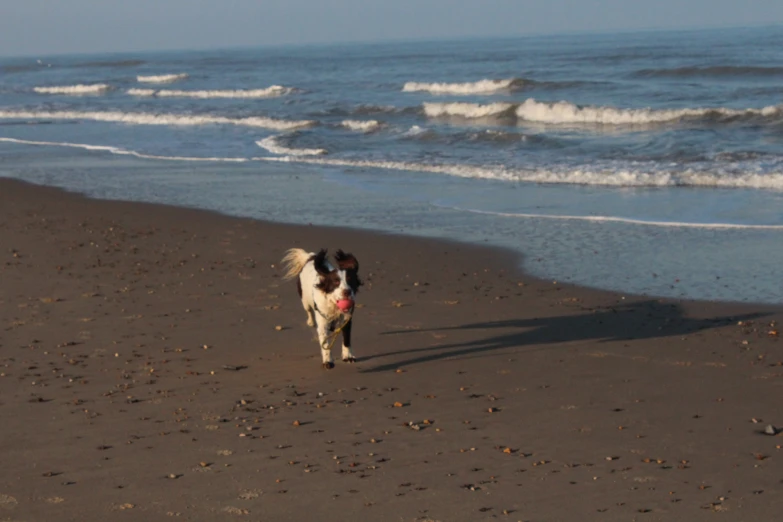 a dog on the beach near a large wave