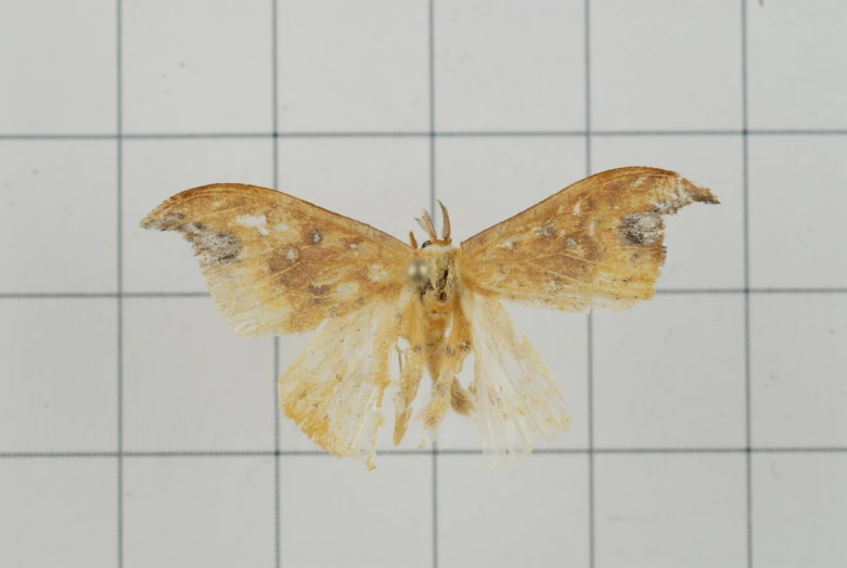 a yellow moth on white tile in the back ground