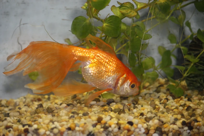 an orange fish is swimming in a tank