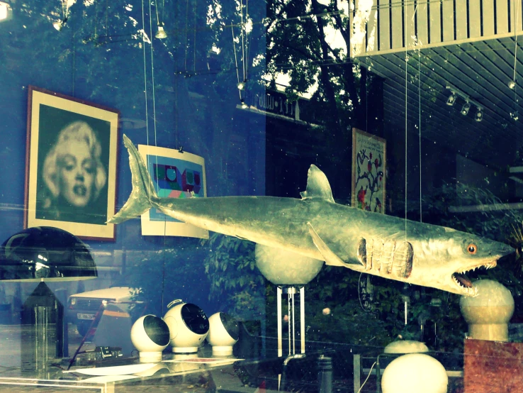 this is a large fake shark on display inside a shop