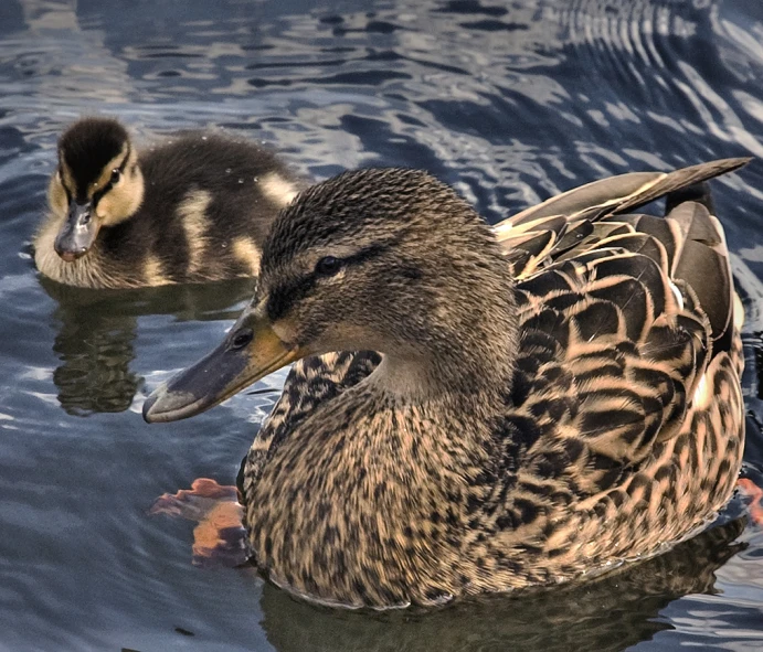 two birds that are in the water together