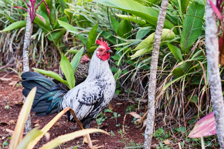 a rooster standing among several trees and shrubs