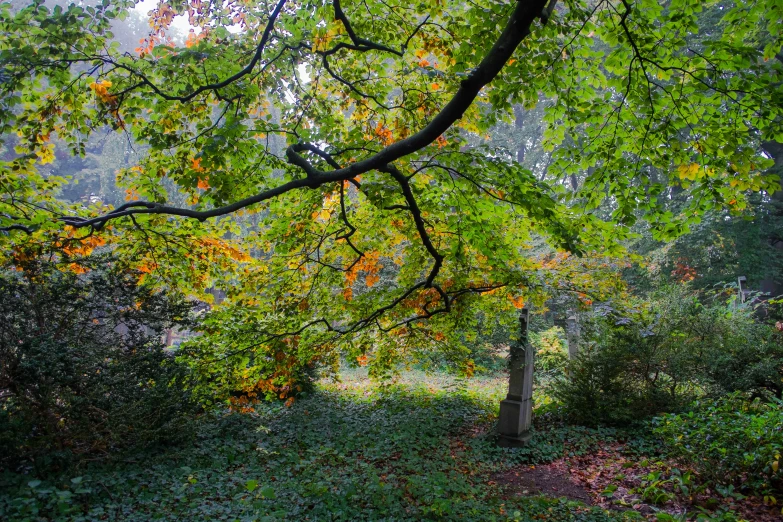 an image of tree in the middle of a forest