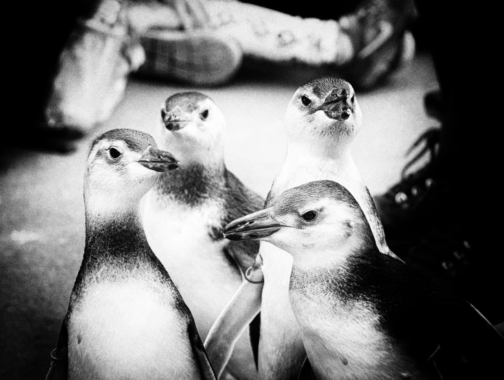 two penguins are sitting together in black and white