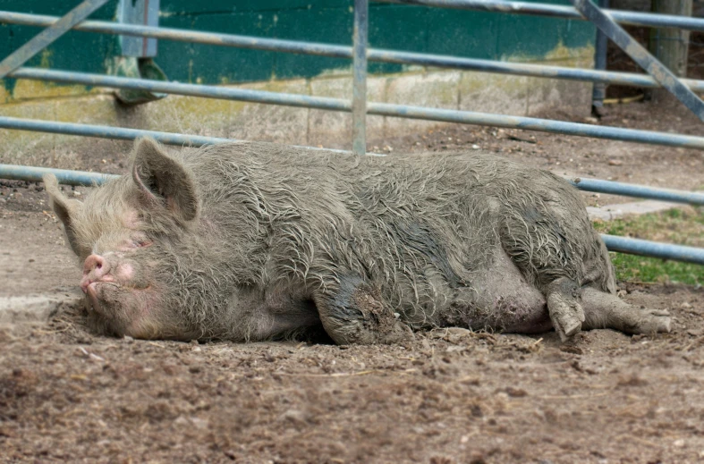 the small pig is laying down in the dirt