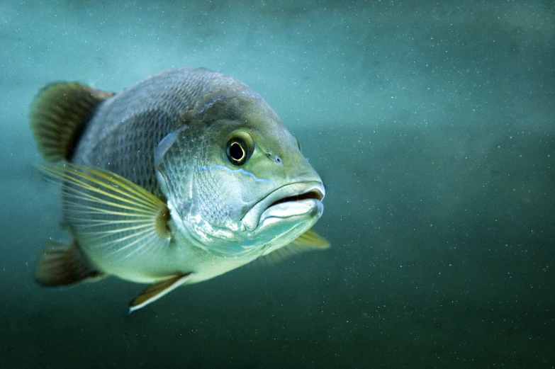 a large fish swimming underwater in the water