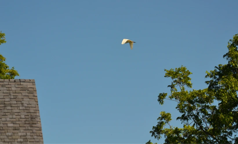 a white bird flying in the blue sky