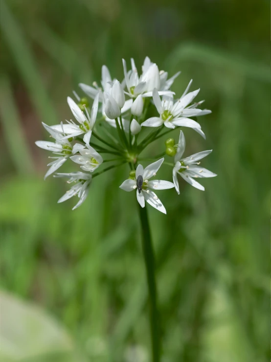 a group of flowers sit together near the grass