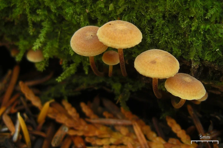 three mushrooms growing on top of green leaves