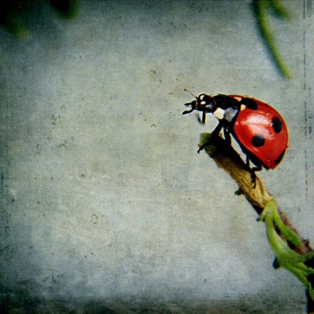 a ladybug sitting on top of a green plant