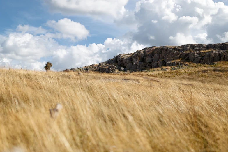 a lone tree sitting on top of a field