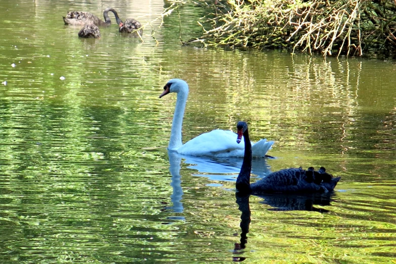 a pair of swans are swimming in the water