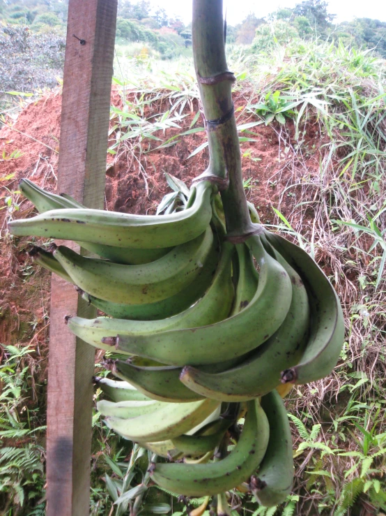 an outdoor banana tree that is partially eaten