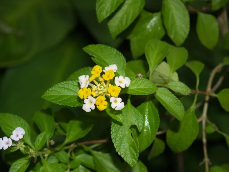 small yellow and white flowers are on green leaves