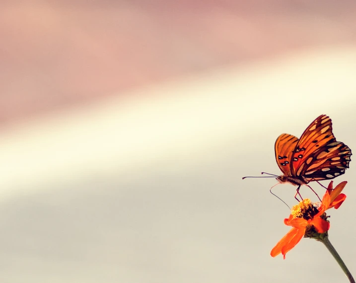 a erfly sitting on the tip of a flower