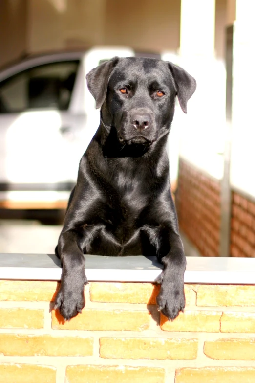 black dog laying on top of the side of a building