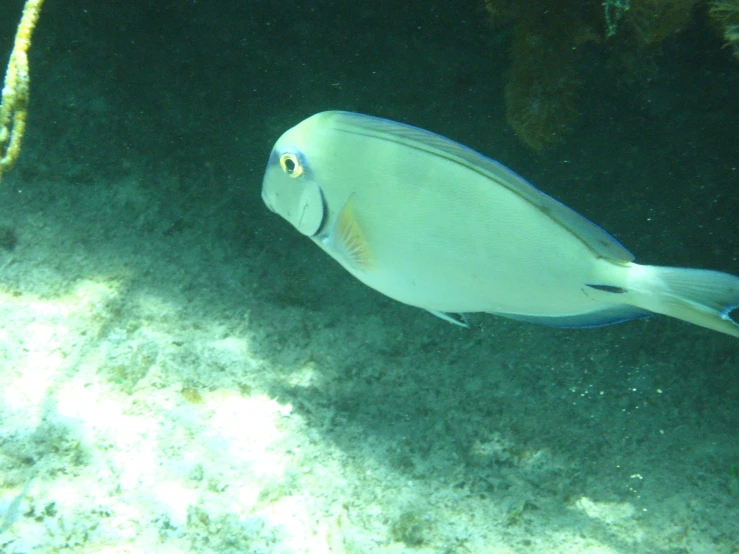 an underwater po of a tropical fish in the water