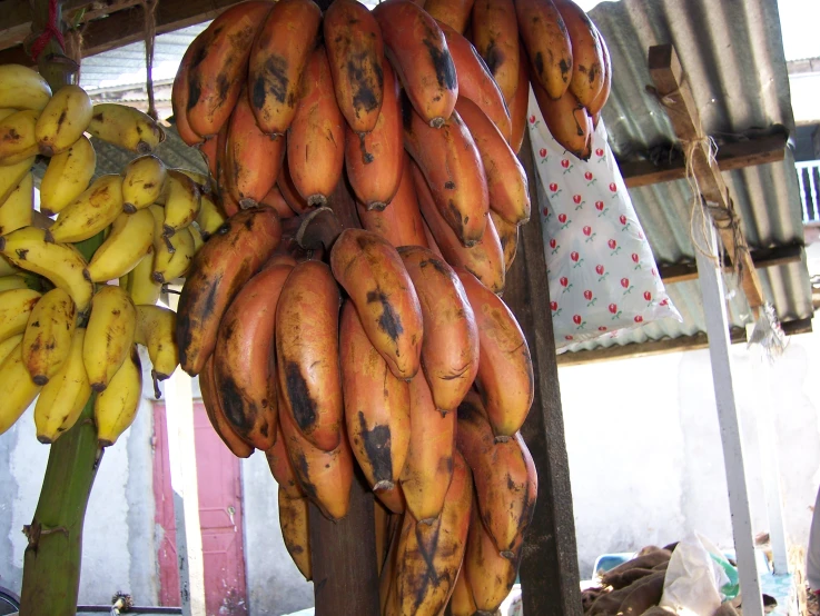 bunches of bananas hanging on a pole