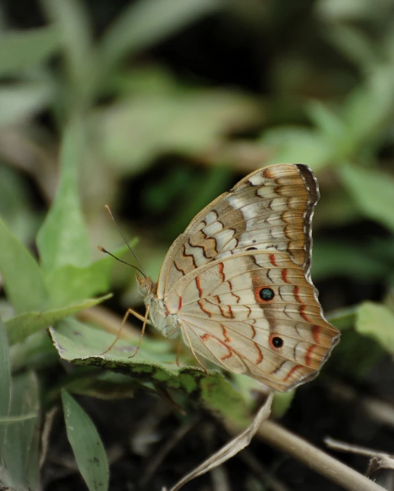 a erfly is sitting on top of a plant