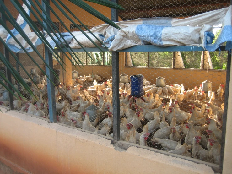 several chickens in an enclosure with a blue and white cover