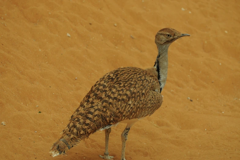 a very small bird walking in the dirt