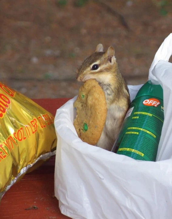 there is a squirrel eating out of a bag