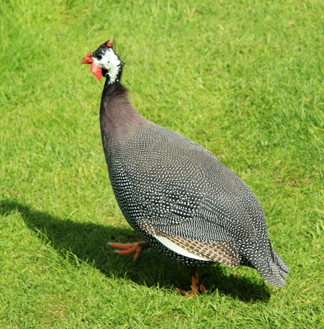 a close up of a chicken on a green grass field