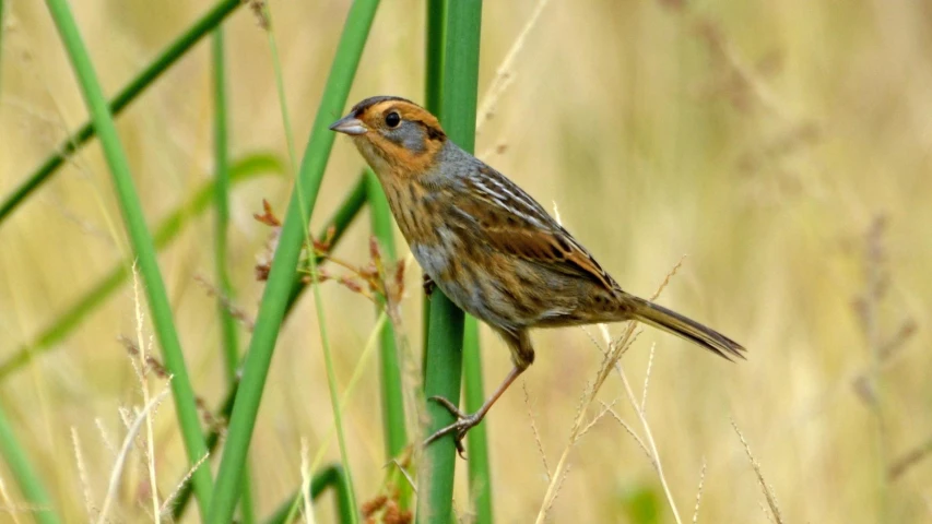 small bird in grassy area with brown background