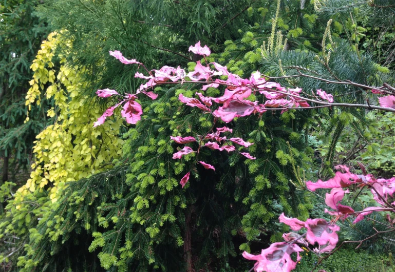 a bush with some pretty flowers in it