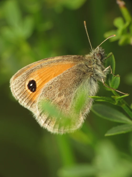 an orange erfly rests on some green leafy stems