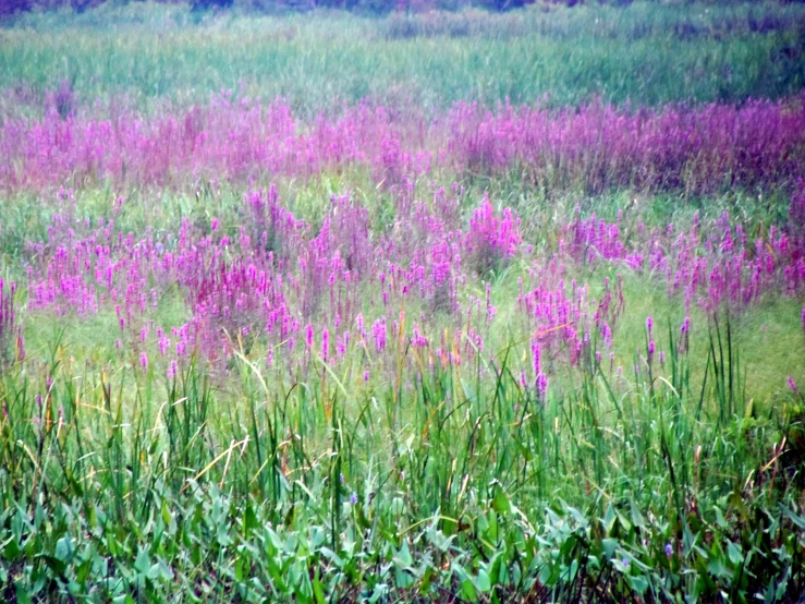 large field with tall grass and purple flowers