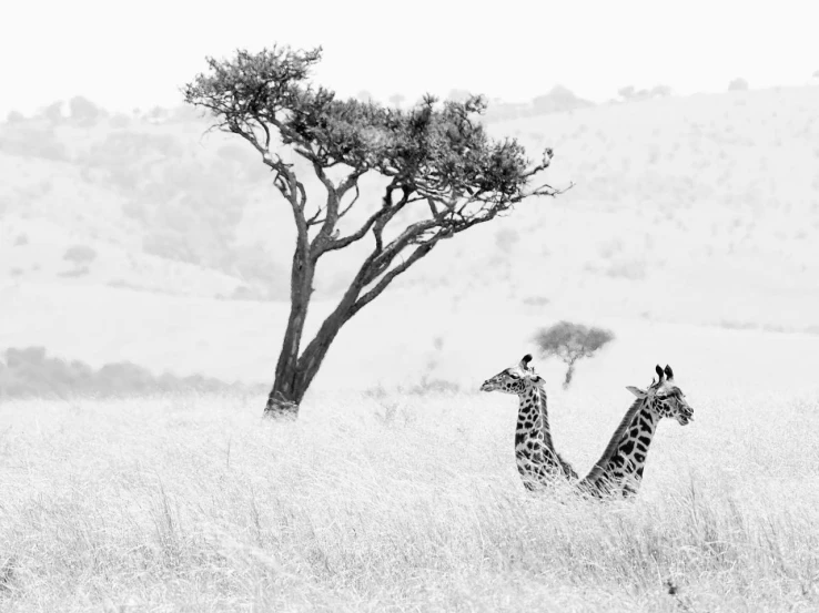 the two giraffes stand in a grassy field near a tree