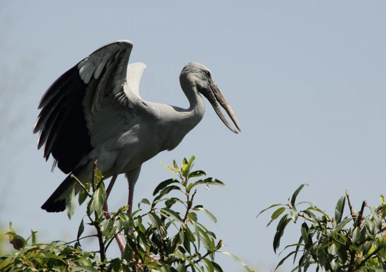 an image of a bird with long beak sitting on a tree nch