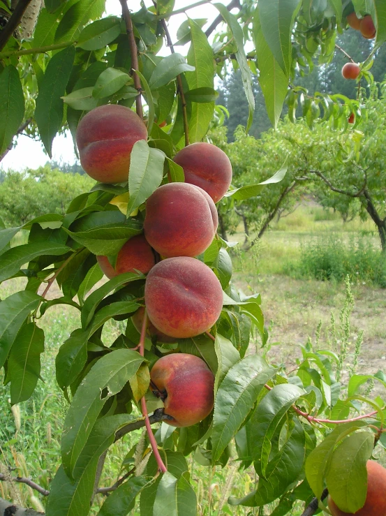 several ripe peaches hanging from a tree nch
