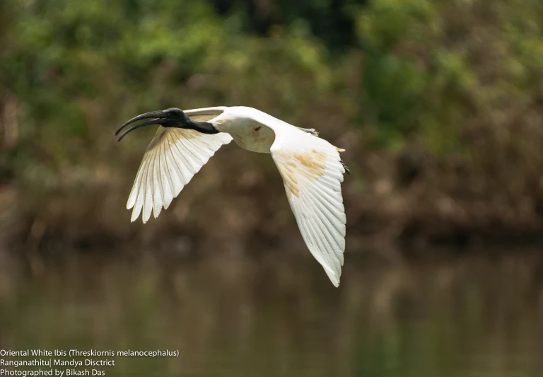 an ornate white and black bird flying over water