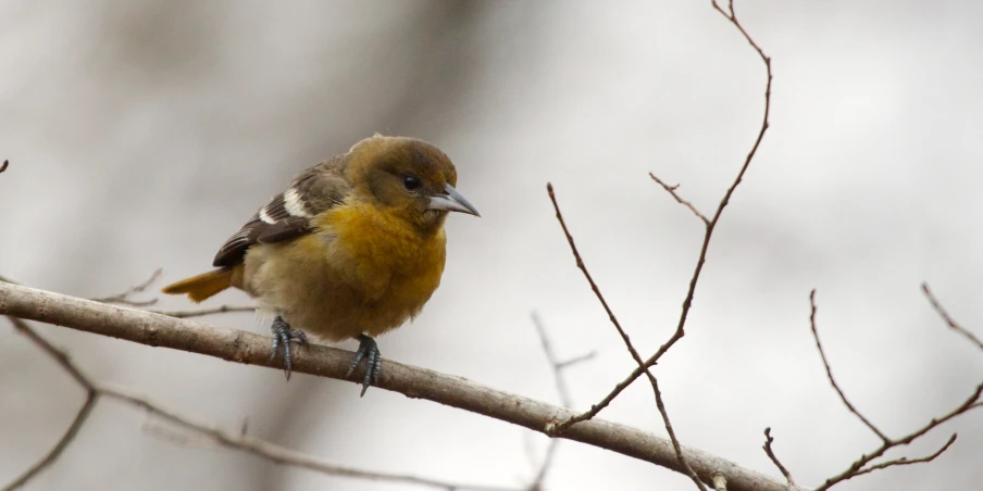 a small yellow bird sitting on top of a tree nch